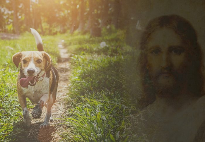 Um cachorrinho merece mais amor e gratidão do que Jesus Cristo?